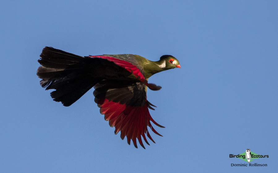 Ethiopia birding tours