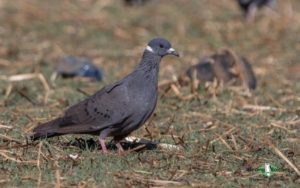 Ethiopia birding tours