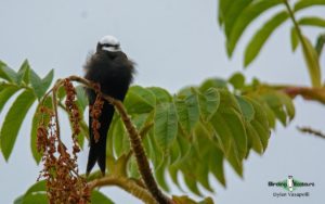 Zambia birding tours