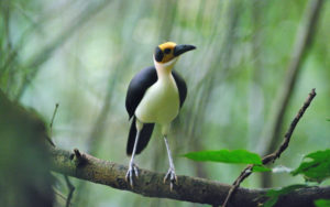 Ghana birding tours