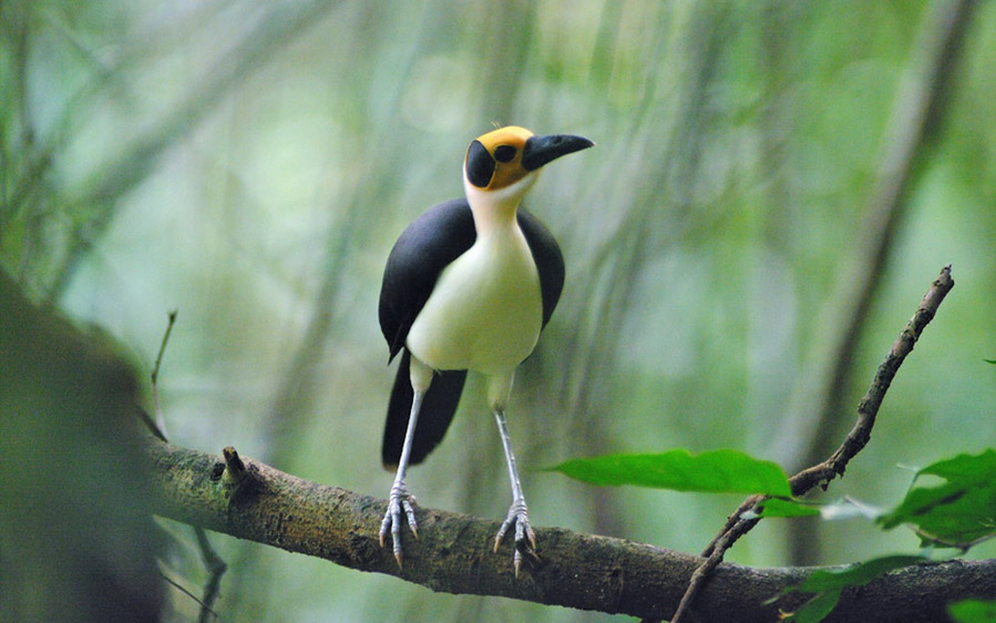 Ghana birding tours