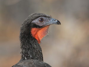 Peru birding tour