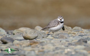 New Zealand birding tours