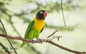 Tanzania birding tours