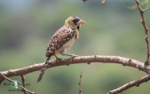 Tanzania birding tours