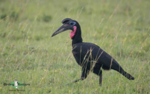 Uganda birding tours