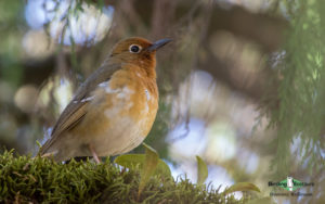 Uganda birding tours