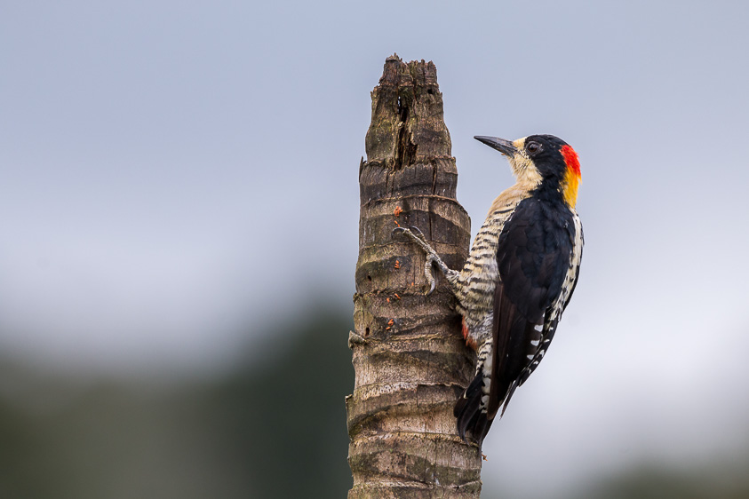Medellin and Bogota birding tours