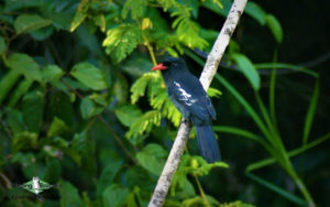 Guyana Trip Report