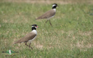 Uganda birding tours