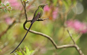 Medellin and Bogota birding tours