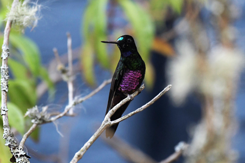 Medellin and Bogota birding tours