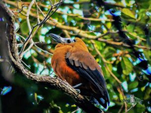 Guyana Trip Report
