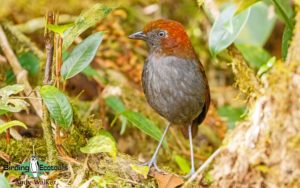 Medellin and Bogota birding tours