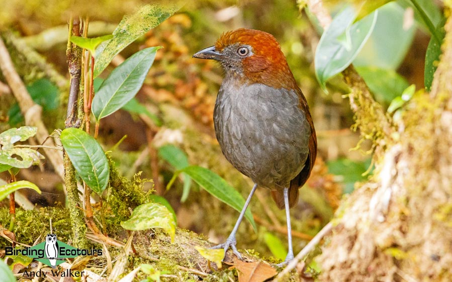 Medellin and Bogota birding tours