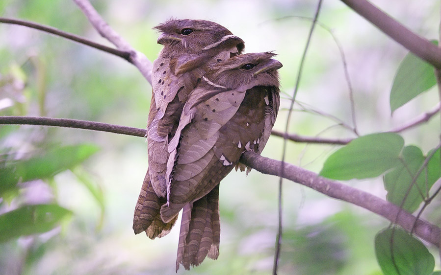 Borneo birding tours