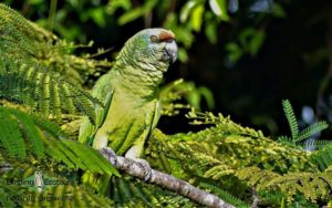 Guyana Trip Report