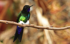 Medellin and Bogota birding tours