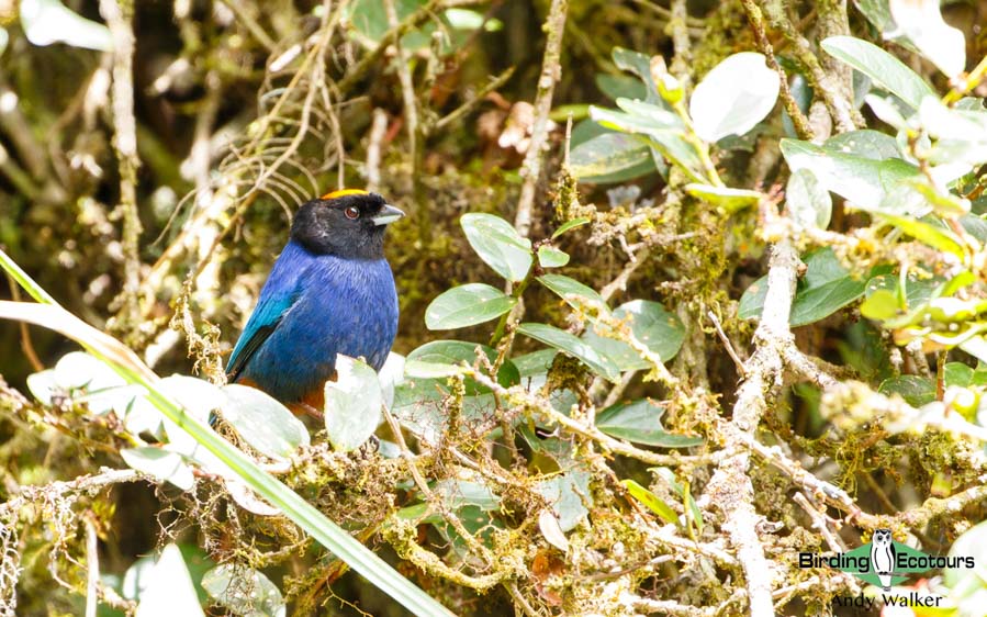 Medellin and Bogota birding tours