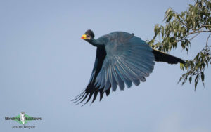 Uganda birding tours