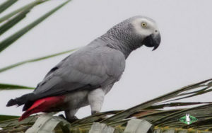 Cameroon birding tours