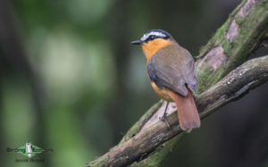 Uganda birding tours