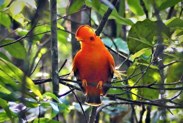 Guyana Trip Report