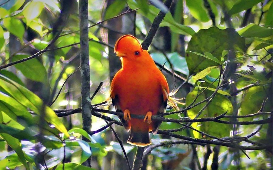 Guyana Trip Report