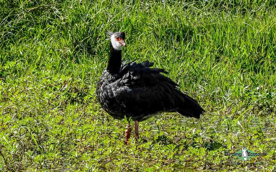 Medellin and Bogota birding tours