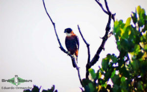 Guyana Trip Report