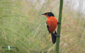 Uganda birding tours