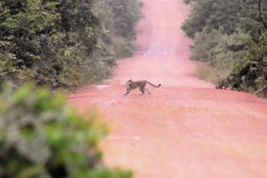 Guyana Trip Report