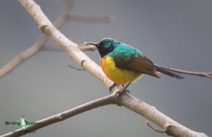 Uganda birding tours