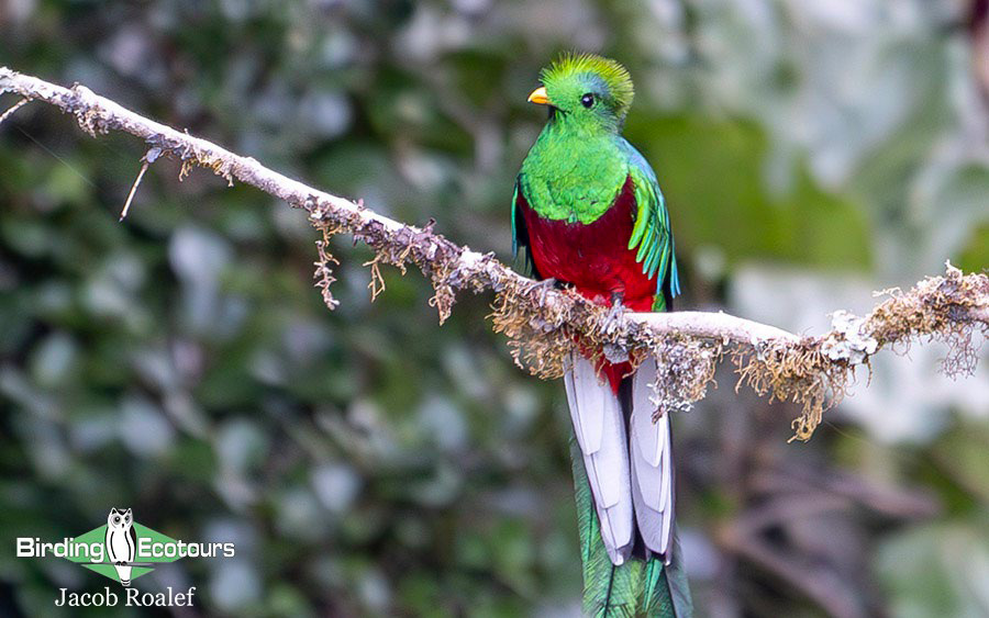 Costa Rica birding tours