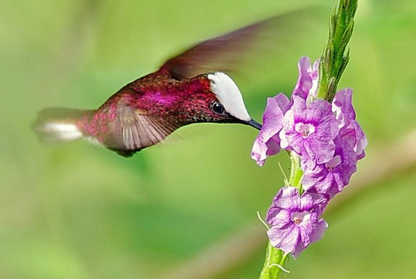 When to visit Costa Rica