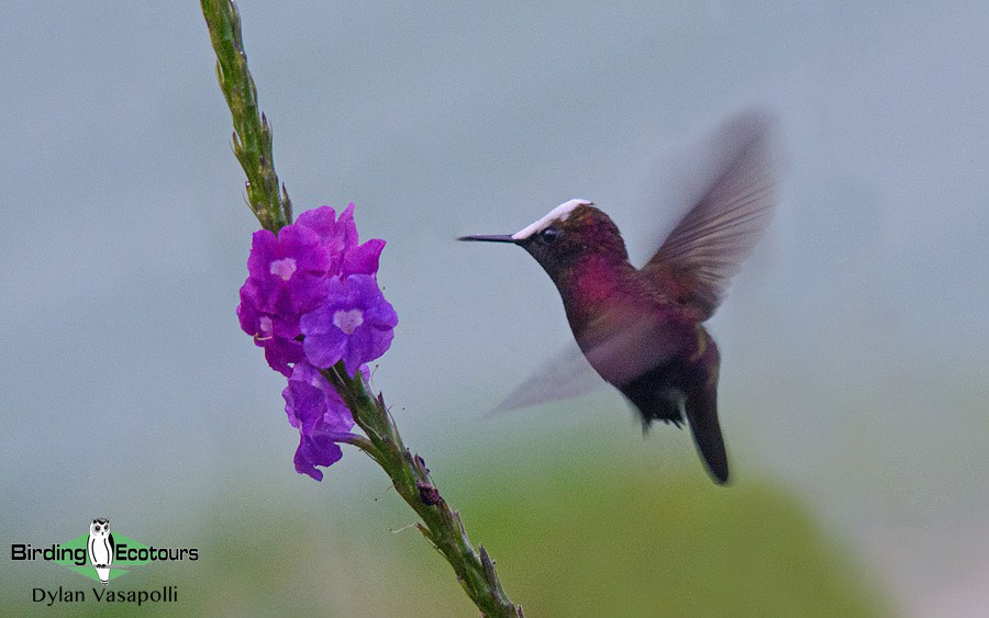 Costa Rica birding tours