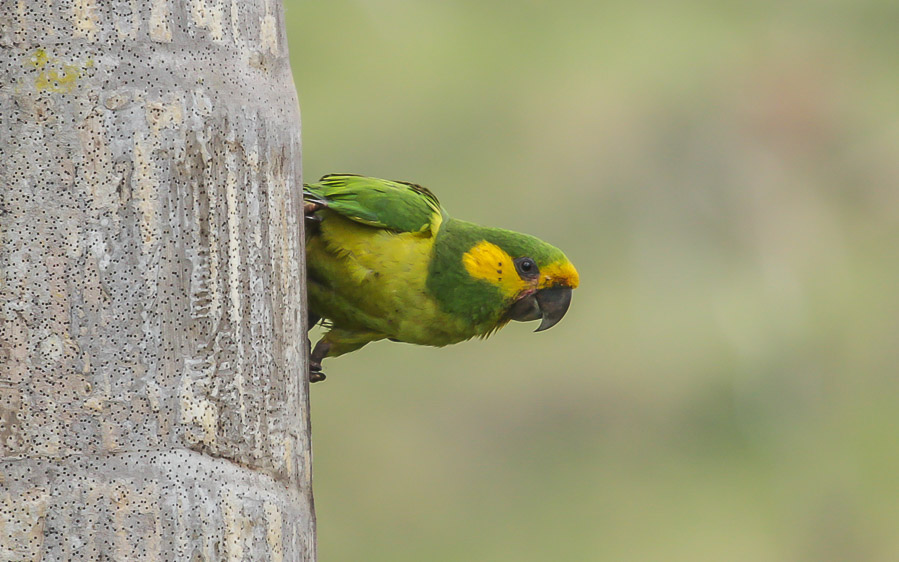 Medellin and Bogota birding tours