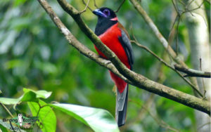 Peninsular Malaysia birding tours