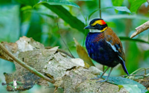 Peninsular Malaysia birding tours