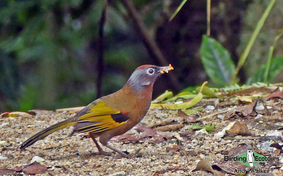 Peninsular Malaysia birding tours