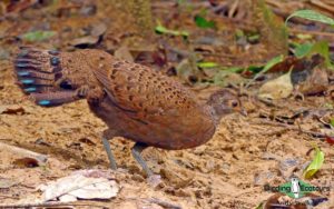 Peninsular Malaysia birding tours