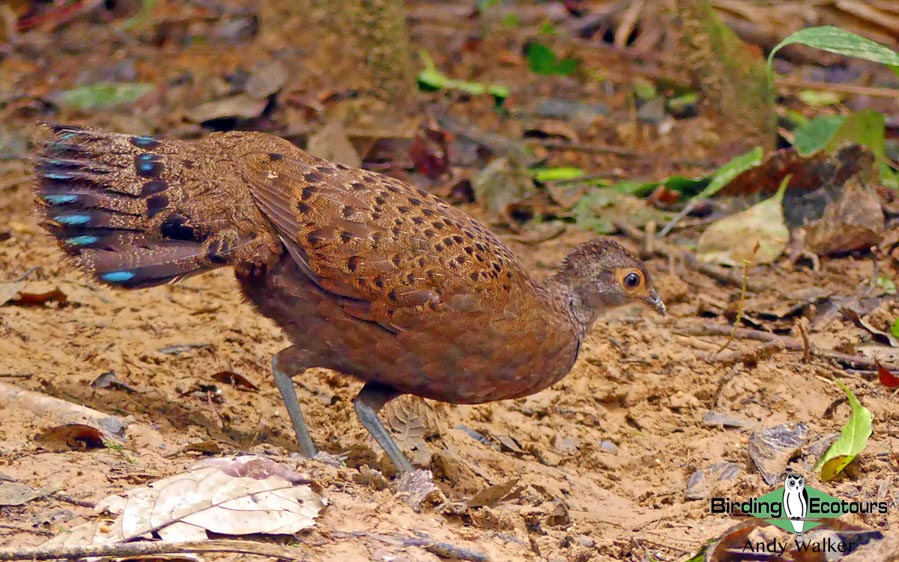 Peninsular Malaysia birding tours