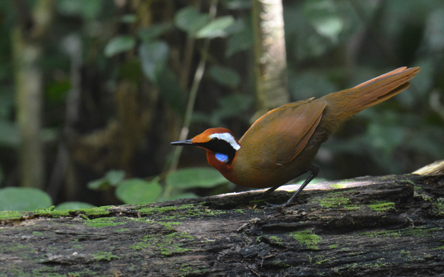 Peninsular Malaysia birding tours