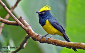 Peninsular Malaysia birding tours