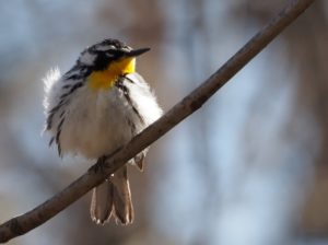 A County Big Year During COVID-19 - Birding Ecotours