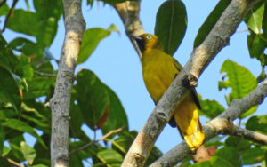 Andaman islands birding tours