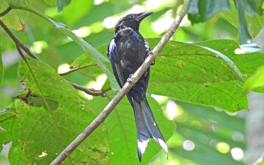 Andaman islands birding tours