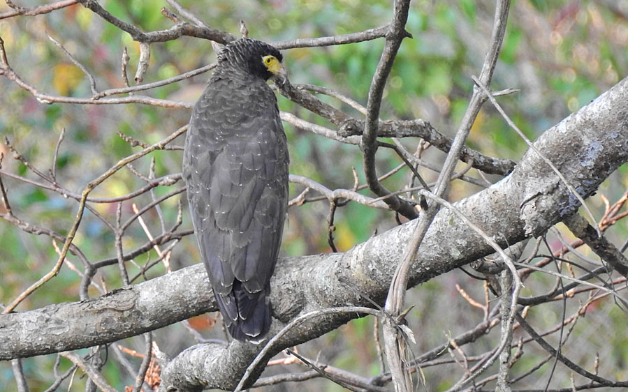 Andaman islands birding tours