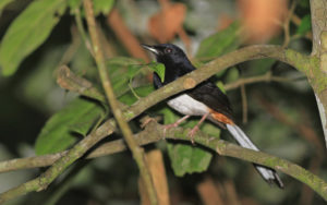 Andaman islands birding tours