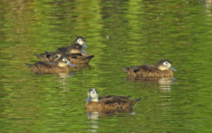 Andaman islands birding tours